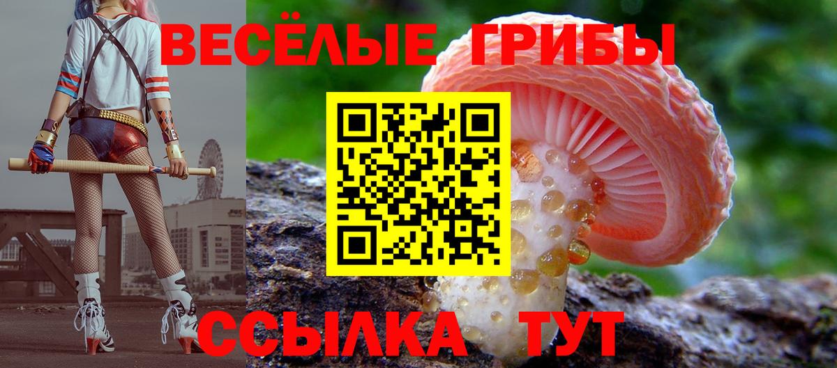 Галлюциногенные грибы Psilocybe Саяногорск